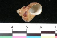 藏品(高腰蠑螺)的圖片